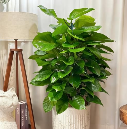Yvpsi 12Pack Stackable Plant Support Stakes Twigs Plant Stakes for Indoor | Climbing Plant Stakes Plant Cage Support for Indoor Outdoor Monstera Plants Potted Garden Accessories