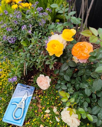Fondwell 6" Small Bypass Pruners Garden Shears Plant Clippers for Gardening - color: Sage (Curved Blades)