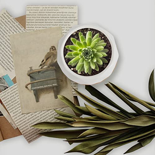 ZOUTOG 12 Pack 2.5" Square Ceramic Succulent Pots with Bamboo Tray | Square Pattern Ceramic Pots suitable for Desks, Windowsills and Shelves to Grow Small Succulents and Cacti - color: White, size: 2.5 inch