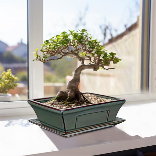 Villa Como Set of 2 Large Bonsai Pots with Drainage Tray, 10" Green Glazed - color: Green, size: 10"x7.4"x3.1"