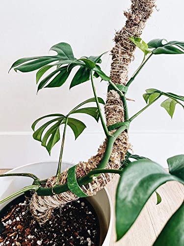 Bendable Moss Pole, 42'', Monstera Plant Support | Climbing Indoor Plants, 100% Sustainably Farmed, Flexible Handmade Sphagnum, Indoor Growth - size: 42 Inches