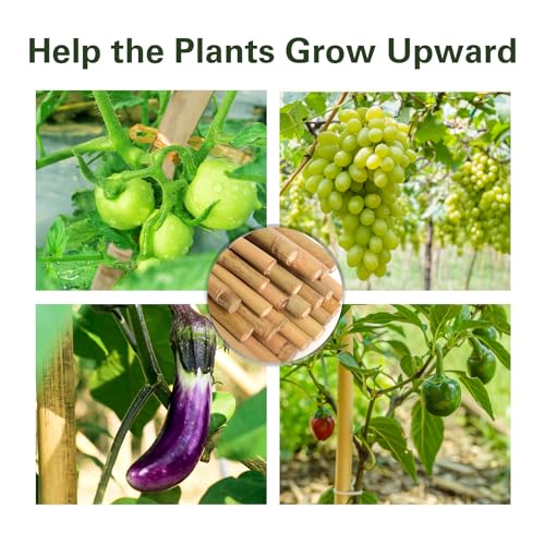 50pcs Bamboo Stakes 8ft, 92 inch Garden Stakes Multi-Purpose, Bamboo Plant Support Stakes for Tomato, Beans, Cucumbers, Peppers, Potted Trees, Maintain the Plant Posture, Strengthen and Stem - size: 8FT, Pack of 50