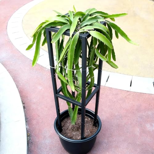 48" Dragon Fruit Trellis Durable Metal Support for Climbing Plants