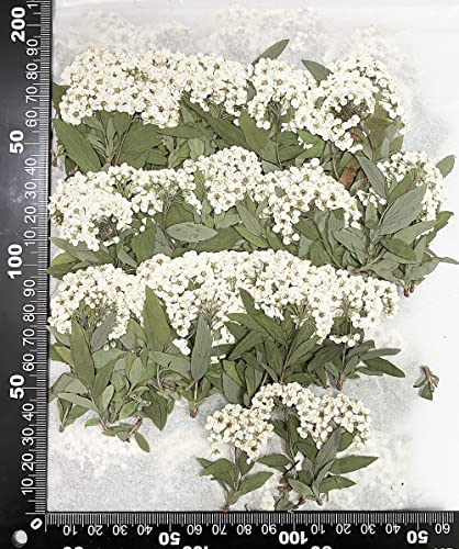 OKWIWI 12 pcs White Narcissus with Stem Real Natural Dried Pressed Flowers for Resin Art Craft DIY - color: White Narcissus With Stem