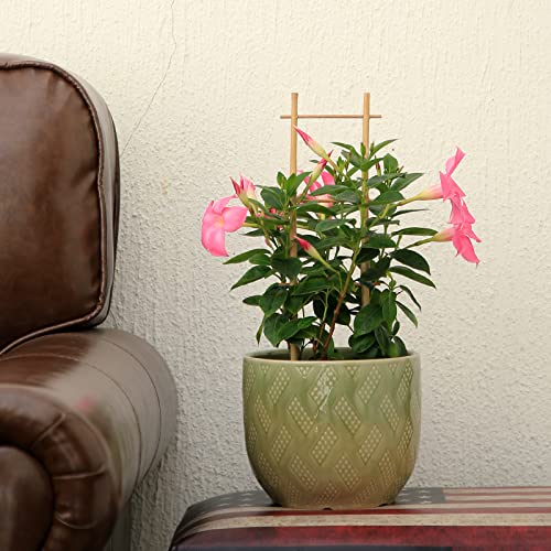 COLOtime 3Pack Bamboo Trellis 16 Inch Ladder Shaped Small Plant Trellis for Indoor Potted Plants Climbing Monstera Orchid Vine Hoya Houseplant - size: Ladder shaped, 3 Pack