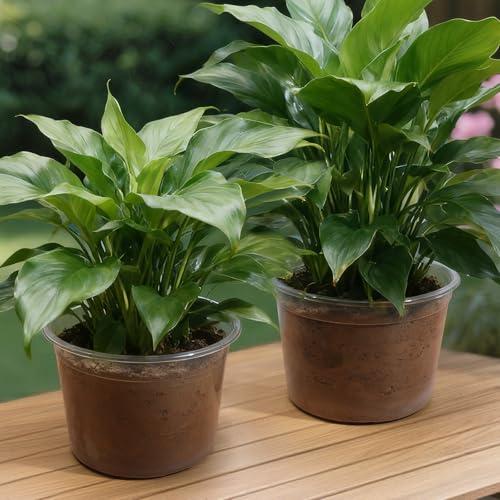 8 Inch Large Size Clear Nursery Pots with Drainage Holes, 10 Packs Plastic Pots for Plants, Transparency Durable Seedling Starter Pot for Succulents Flowers Herb Vegetables - size: 8 Inch-10PCS