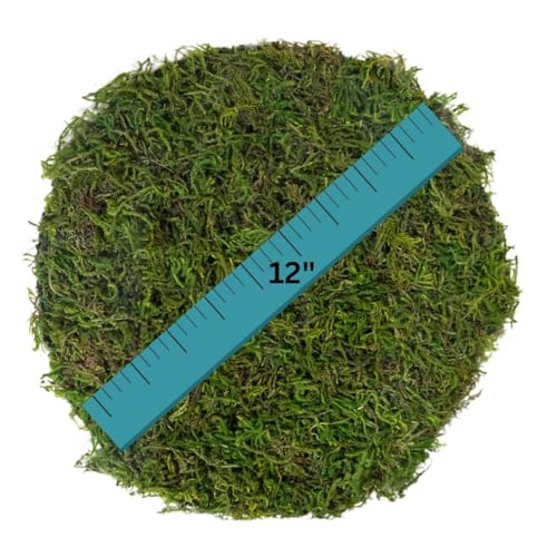 SuperMoss (26280) Mossy Placemat, Fairy Garden Table Wedding Decor Preserved Forest Moss, 12 in Round