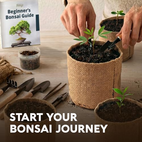 Bonsai Tree Kit Classic - Growing 3 Unique Japanese Bonzai Trees - size: Small 10"