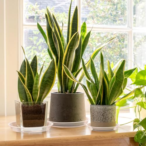 4 6 8 10 12 14 16 18 20 22 Inch Clear Plant Saucer, 5 Pack Durable Plastic Water Catcher Trays for Flower Pots, Plant Drip Trays for Indoor Outdoor Planter(22inch) - size: 22 inch