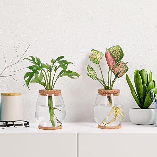 Plant Propagation Station,2 Pcs Glass Vases with Wooden Stand & Lid - size: 4.2" L x 4.2" W x 5.2"H