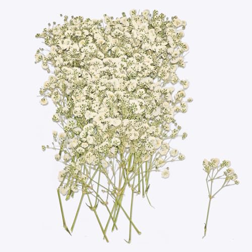 50Pcs Dried Pressed Baby's Breath Flowers Mini Gypsophila (White) - color: White