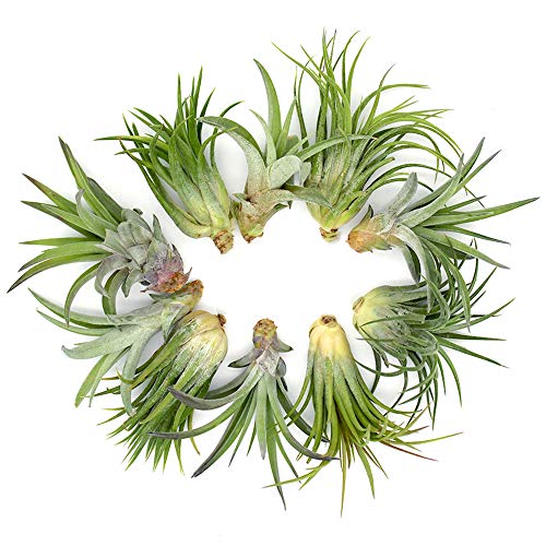 5.75" Puppy Dog Shaped Glass Terrarium Kit with Live Tillandsia Air Plant and Bright Colored Reindeer Moss (Pink) - color: Pink