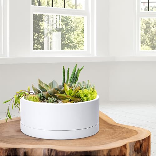 D'vine Dev 10 in Shallow Round Succulent Planter, White, 76-Z-A-2 | Wide Bowl Design, Thick-Walled Durable Construction, Enhanced Drainage, Detachable Saucer, Ideal for Succulent Arrangements - color: White, size: 10 Inch