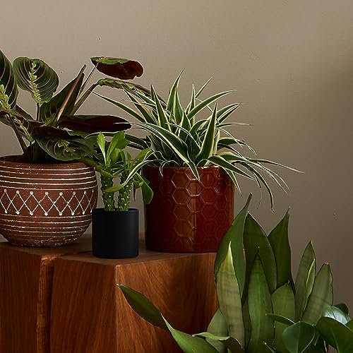 D'vine Dev 4-Pack Black Plastic Planters with Saucers, 4.5 in, 74-Y-F-2 | Lightweight Durable Build, Matte Finish, Cylindrical Shape, Efficient Drainage, Detachable Saucer, Minimalist Modern Style - size: 4.5"