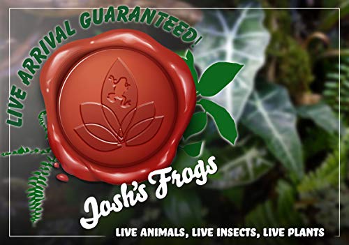 Josh's Frogs 24x18x18/20 Gallon Long Ball Python Plant Kit - size: 24x18x18/ 20 Gallon Long