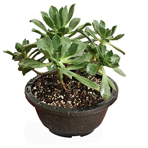 MUZHI 12PACK Matte Black Succulent Bonsai Round Planter Bowl Pot with Drainage, Plastic Cactus Flat Garden Plant Bowl Pots 6.3” - size: M:6.3*2.8”