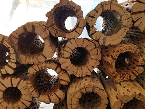 3-48 Inch All Natural Teddy Bear Cholla Wood Extra Hollow Large Untreated Organic Aquarium Driftwood Decoration Chew Toy Shrimp Crab Pleco Cichlid Nano Tank Birds 1 or 5 Pieces (1 Piece, 48 inch) - size: Extra large 3in to 4in diameter