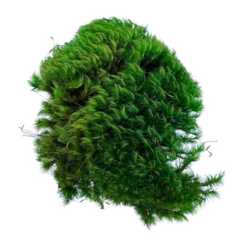 Mood Moss, Preserved Moss, Green, Medium 1-Pack - color: Mood Moss, size: Medium 1-pack
