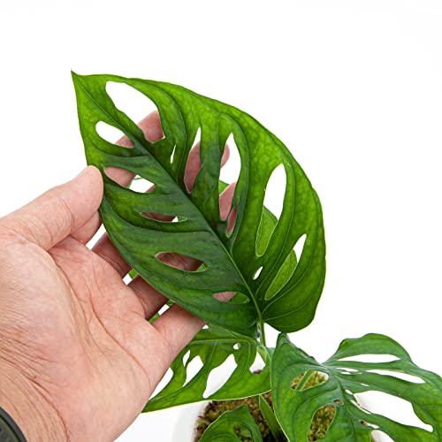 Premium Monstera Acuminata Soil Blend - Specially Designed to Meet Your Plant's Unique Needs by Gardenera - 4 Quart - color: Monstera Acuminata Soil Mix, size: 4 QUART