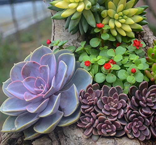 G GOOD GAIN Garden Succulent Kit with Organizer Bag,15 Pieces, Green - style: Green