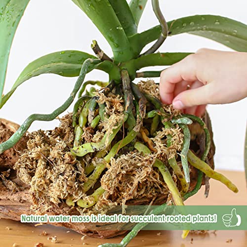 Legigo 4.4LB Sphagnum Moss for Plants- 80QT Natural Long Fibers Orchid Moss - size: 80 QT(4.4 lb)