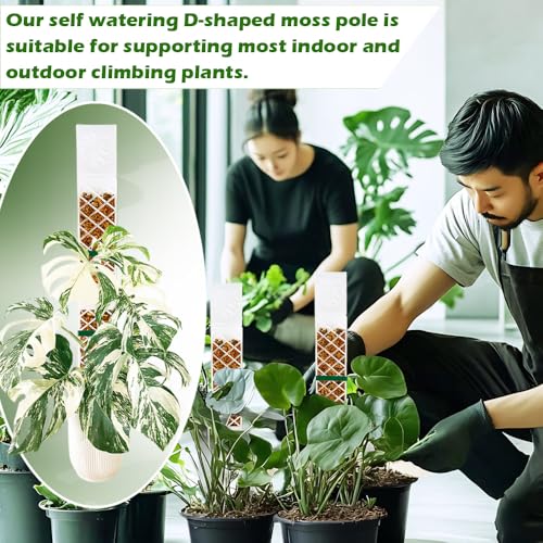 MIIIM 3 Pcs Self-Watering Moss Poles, D Shape Moss Pole Kit for Climbing Plants Indoor, Semi Transparent Monstera Plant Support, 39 Inches in Total Length