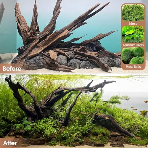 Jorewood Natural Aquarium Driftwood for Fish Tanks & Reptile Terrariums – Safe Fish Tank Decorations, Unique Twisted Branches 3-Piece 7-11 Inch Low Tannin, Easy to Sink - size: Mopani Driftwood 7 to 11 Inch (Pack of 3)