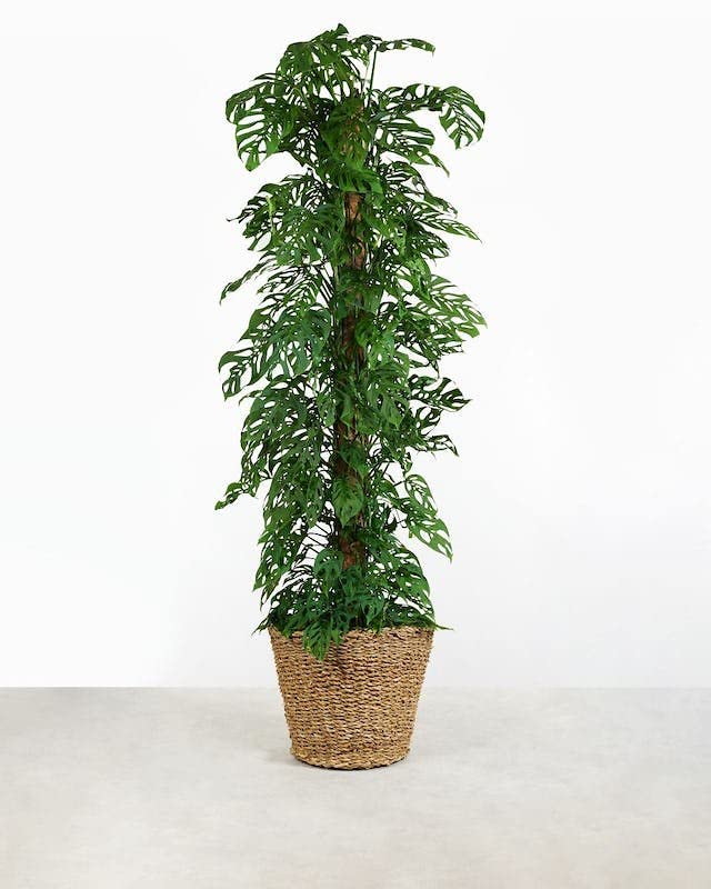 Gardenera Monstera ADANSONII Plant Soil: Expert Blend for Optimal Growth & Root Development - 1 Quart - color: Monstera Adansonii Potting Mix, size: 1 QUART