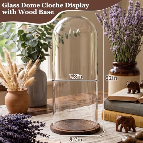 22'' × 8.66'' Glass Dome Cloche Display with Wood Base, Clear Display Jar - size: 8.66''×22''