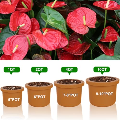 Doter All-Natural Potting Soil for Anthurium & Indoor Plants 4qt - Enhanced Drainage, No Additives | Premium Indoor Plant Soil Mix - size: 4qt