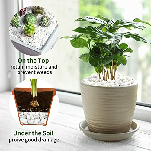 FANTIAN 5 lbs White Pea Gravel, 3/8 Inch Pebble Rocks for Indoor Plants | Natural White Stone for Succulent, Aquarium, Fish Tank, Cactus, Drainage, Tray, Vase, Terrarium, Garden Landscaping - color: White Gravel