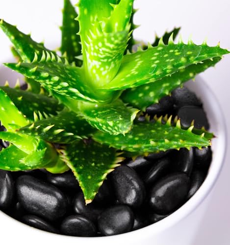 NUPICK 10 Pound Black River Rocks, 1-2 Inches Rocks for Plants - color: Black, size: 0.8-1.3"-10lb