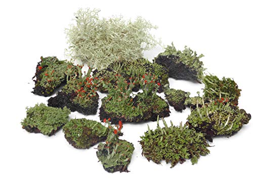 Small Terrarium Kit with Live Moss and Lichen, Pebbles & Soil