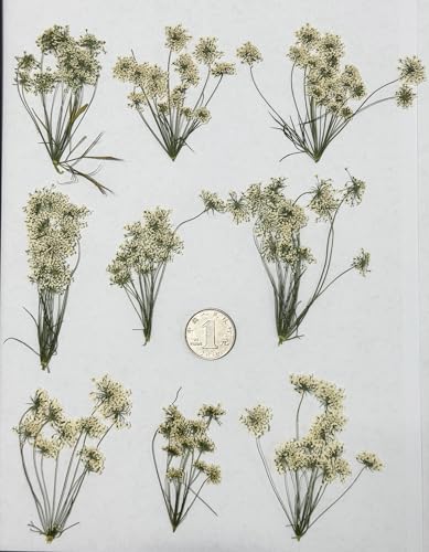 12 pcs White Queen Anne's Lace with Stem Real Natural Dried Pressed Flowers for Resin Art Craft DIY - color: White Queen Anne's Lace With Stem