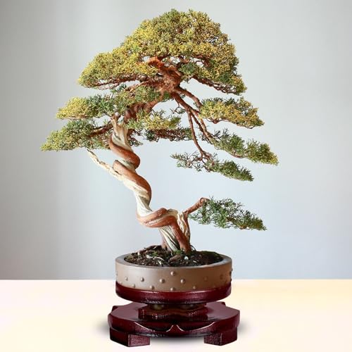 PATIKIL Planter Display Stand, 5.1 Inch Dia Round Bonsai Stand Imitation Wood Style Rotatable Home Decor Display for Table Lamp Teapot Base - size: 5.1 Inch