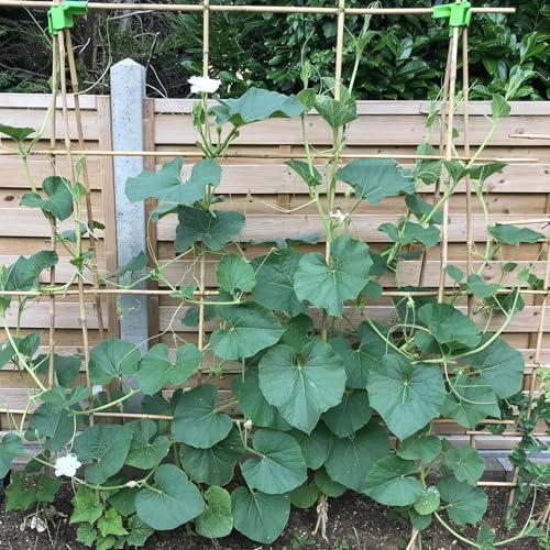 Plant Stakes 3FT, Natural Bamboo Stakes, 25Pcs Sturdy Bamboo Garden Stakes - size: 3Ft, 25Pack