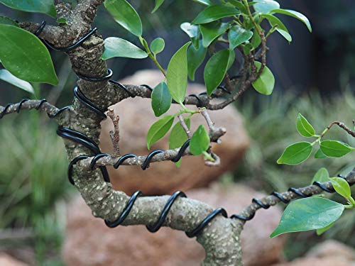 Anodized Aluminum 6.0mm Bonsai Training Wire 250g Large Roll (10.5 feet) - Choose Your Size and Color (6.0mm, Black) - color: Black, size: 6.0mm