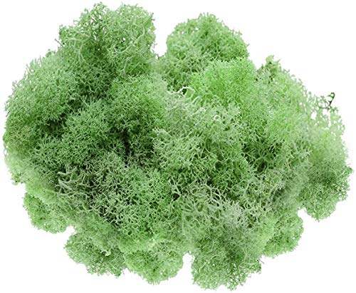Preserved Reindeer Moss - 2 oz- Bag (Mint) - color: mint