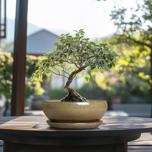 SQOWL Succulent Pots, 8 Inch Ceramic Bonsai Pots with Drainage Tray, Brown - color: Speckled-brown, size: 8 Inch