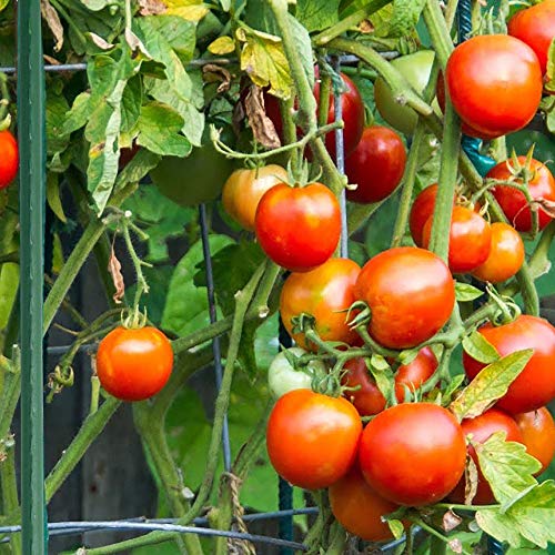 Xiny Tool Garden Stakes, 25 Pack 4 Ft Steel Plant Garden Tomato Stakes with Plastic Coat for Climbing Plants (25 Pack 48 Inch) - size: 48 Inch