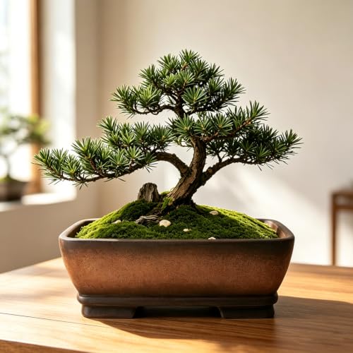 MUZHI Decorative Ceramic Bonsai Planter Pot 8.5 Inch with Tray, Breathable Unglazed Rectangle Terracotta Clay Pot for Tree Succulent Cactus Indoor Outdoor Red Brown (2Pcs 6" Rectangle)