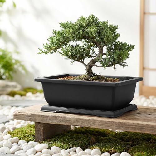 MANCHAP 6 Pack 11 Inch Plastic Bonsai Training Pots, Large Rectangular Pot with Drainage Tray, Plant Flower Growing Bonsai Tree Planter for Garden, Yard, Home, Black