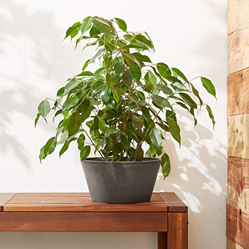 PSW Pot Collection TD25DC Plastic/Stone/Wood Composite Shallow Bulb Pan - No Drainage Hole (Drillable), Planter for Succulents, Bonsai, Fairy Gardens, Herbs, 10-inch, Dark Charcoal - color: Dark Charcoal, size: 10-inch