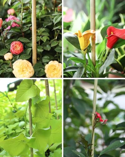 Natural Bamboo Plant Stake(3FT 50Pcs) Sturdy Bamboo Poles, Durable Plant Bamboo Stake, Garden Climbing Plant Bracket. - size: 3ft-50pcs