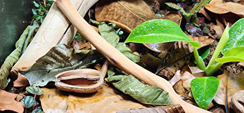 Josh's Frogs Guava Leaves Aquarium Leaf Litter (10 Count)