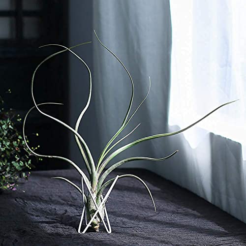 4 Packs Airplant Plants Holder Metal Base Geometric Air Plants Stand Tabletop Air ferns Planter Rack White Tillandsia Display Containers Himmeli Decor . - color: White