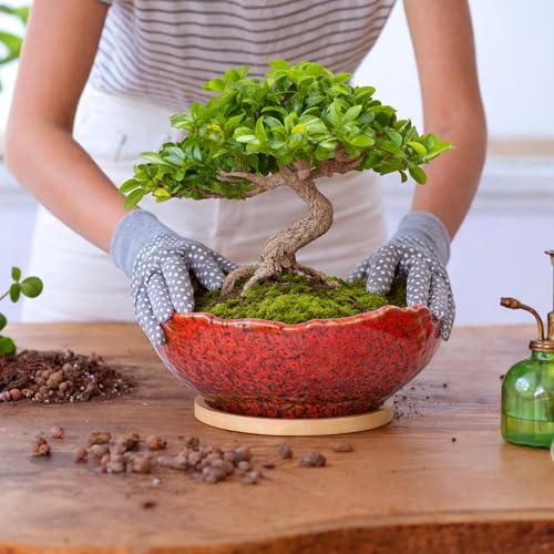 Bonsai Pots - 9.06'' Ceramic Pots for Indoor Plants, Large Succulent Pots - color: Red