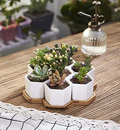 FLOWERPLUS Planter Pots Indoor, 7 Pack 2.75" Modern White Ceramic Hexagon