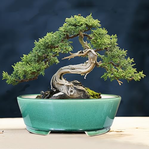 MUZHI 9” Glazed Oval Green Bonsai Planter Pot with Humidity Tray, Classic Neat Ice Crack Long Bonsai Tree Succulent Plant Pot with Saucer