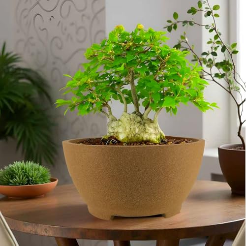 8.26" Brown Unglazed Ceramic Bonsai Pot, 4 in Deep - color: Brown, size: 8.26